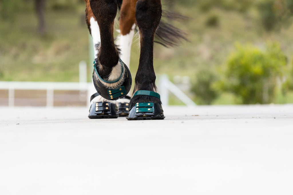 Correas de Cuartilla (Pastern Straps)