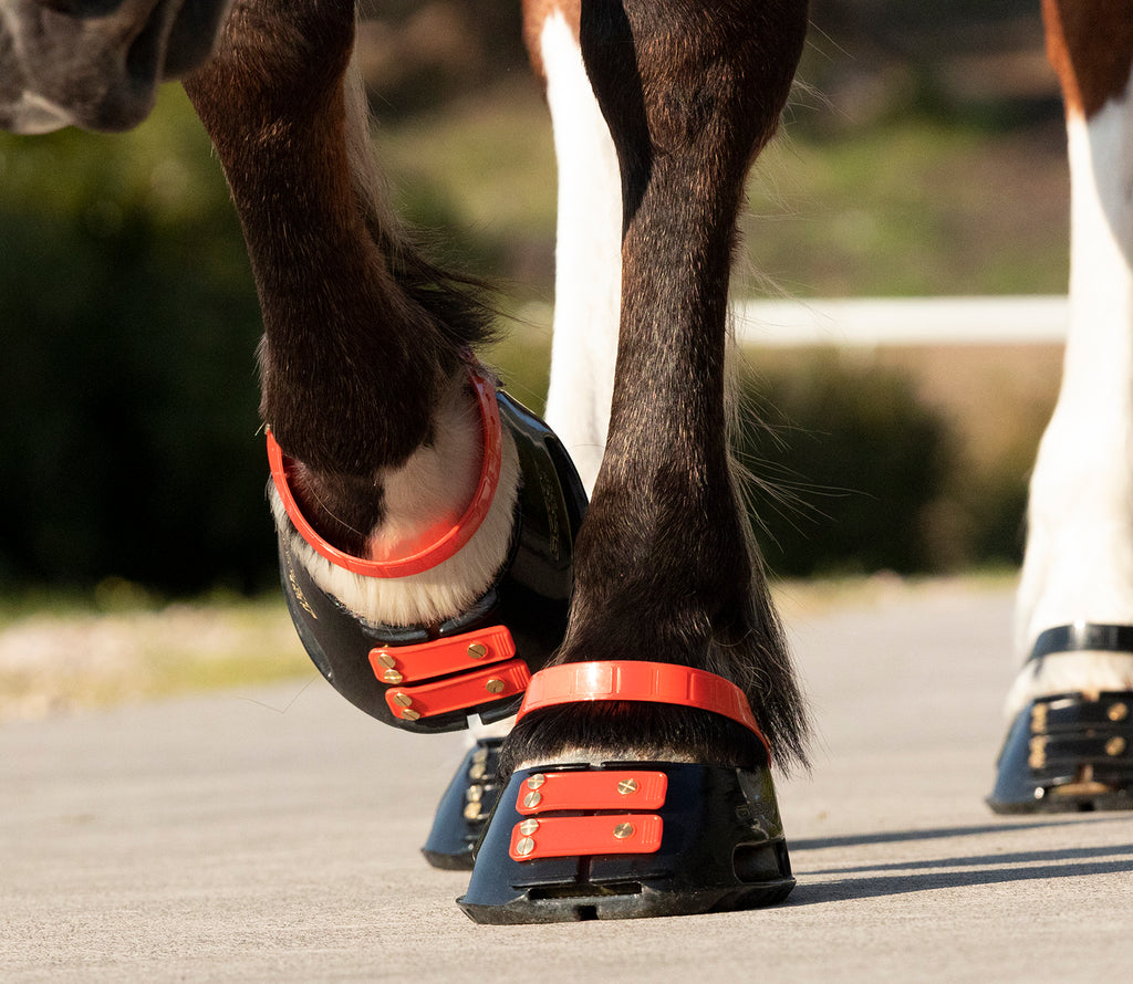 Correas de Cuartilla (Pastern Straps)