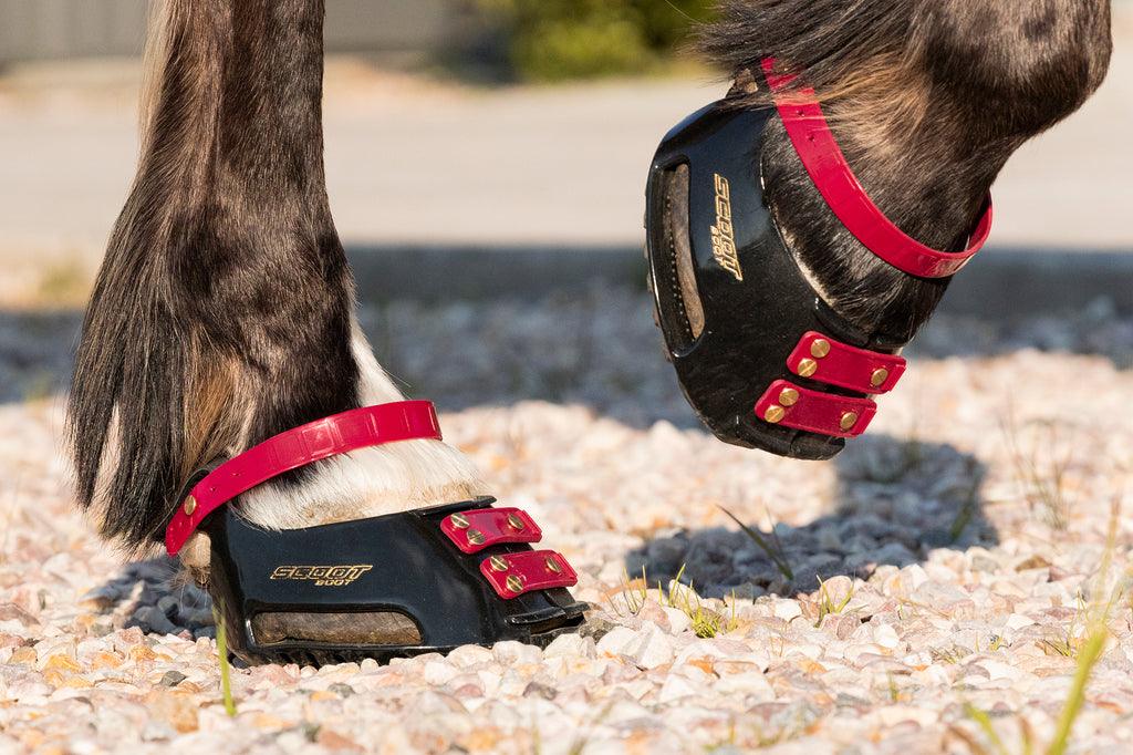 Correas de Cuartilla (Pastern Straps)